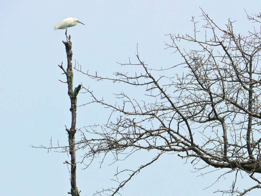Egret v3 BombayHook_1150605