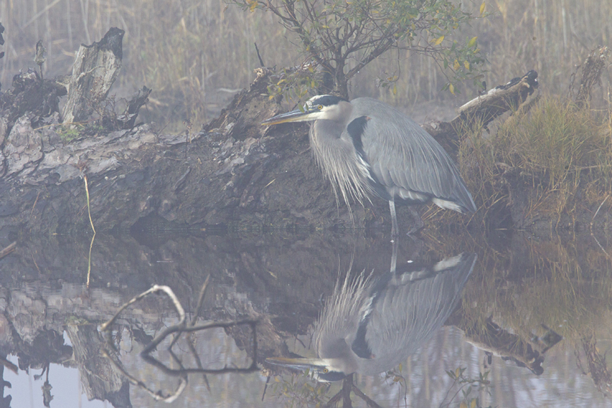 GBH in Fog v1 BWR _43G7994