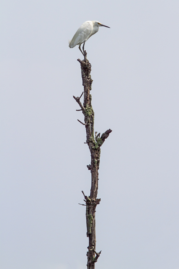 GE BOMBAY HOOK v1MG_4393