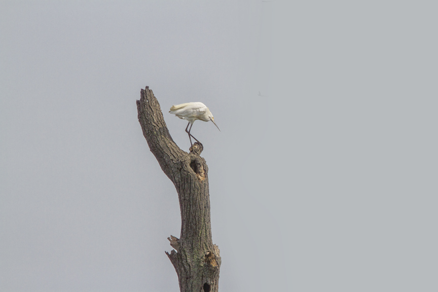 GE V1 Bombay HOok_MG_4359