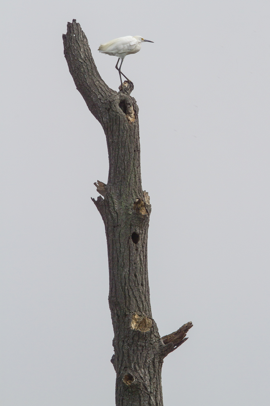 GE v1 Bombay Hook_MG_4381