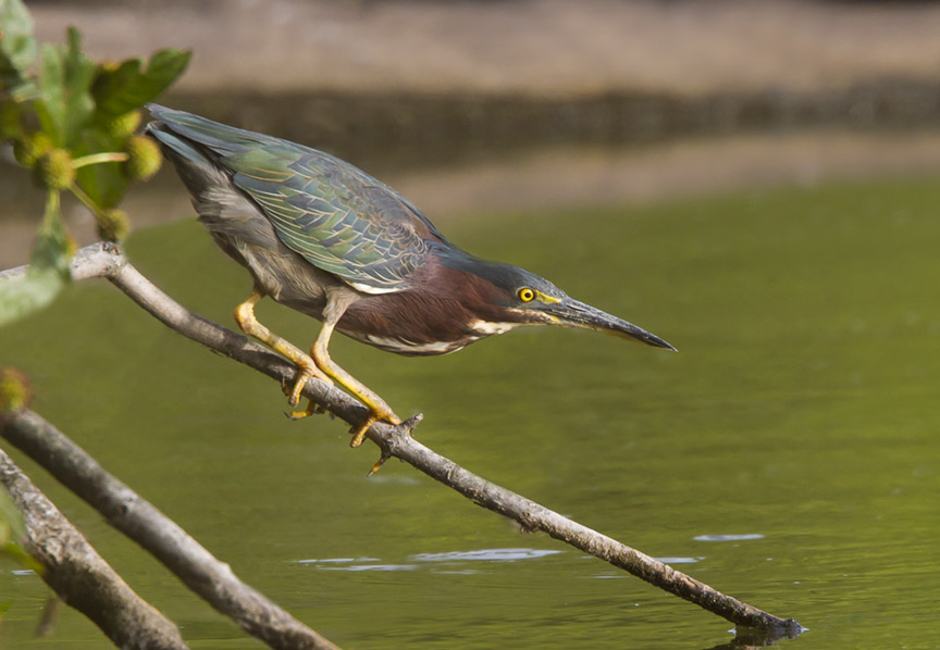 Green Heron Cf v1_MG_0182-2 v4