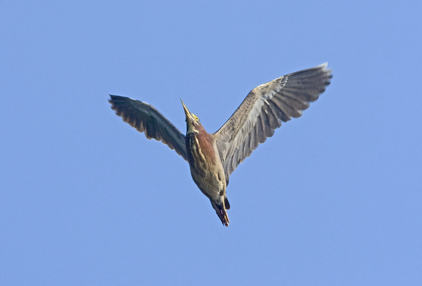 GREEN HERON flt_MA_1640