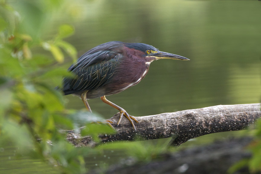 Green Heron v2 Cf_MG_9521