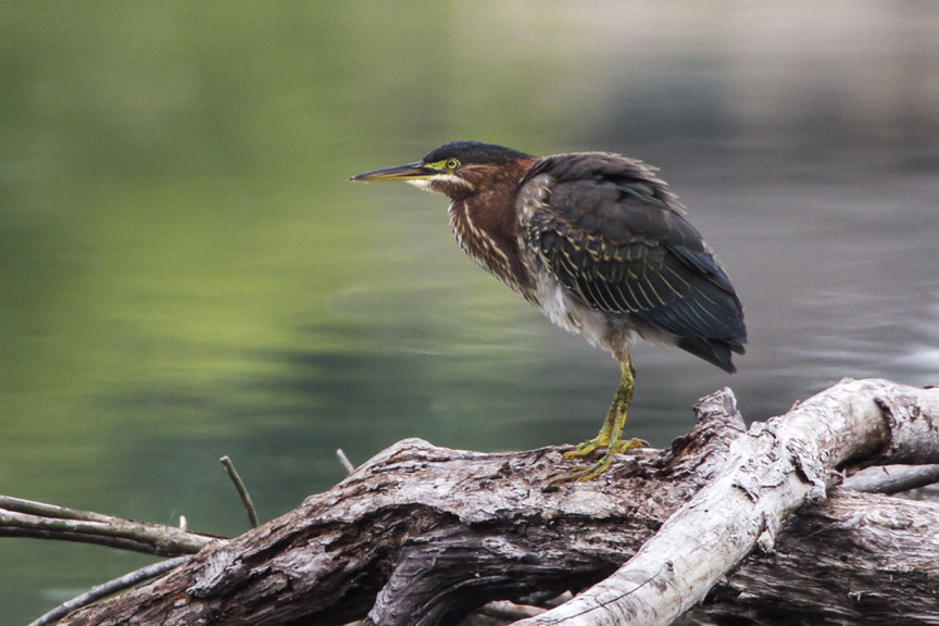 Green Heron v3 cf_MG_9514