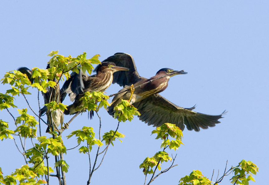GREEN HERONS_MA_1468