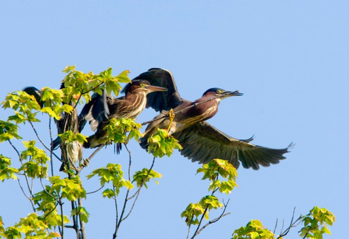 GREEN HERONS_MA_1468