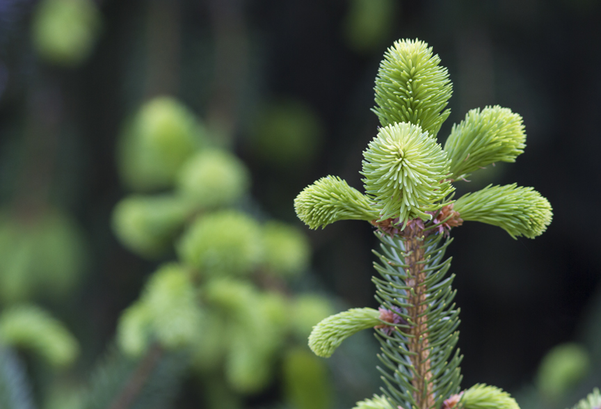 New Growth v2_MG_7729
