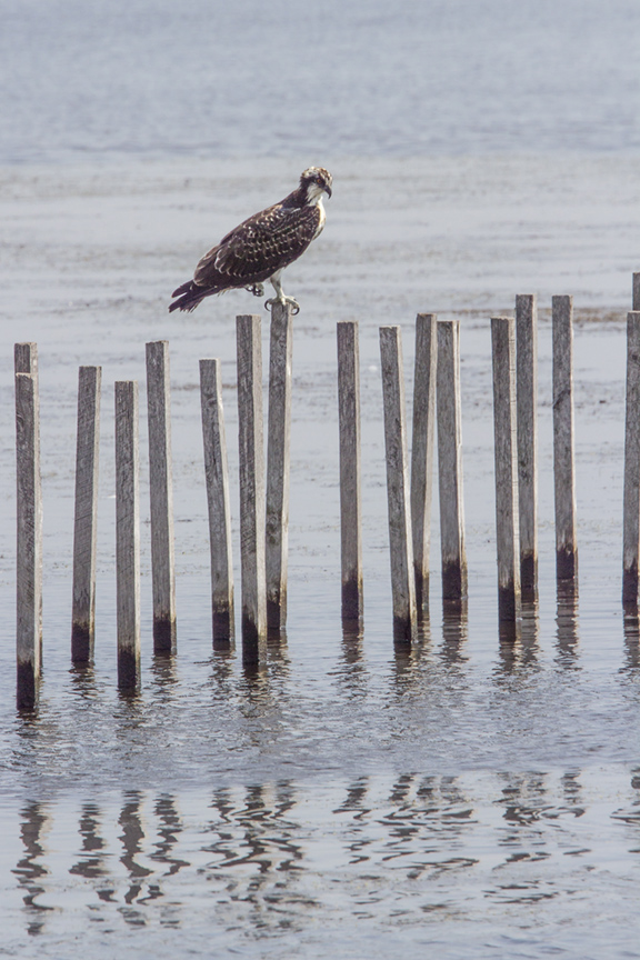 Osprey Bombay Hook v2_MG_3400