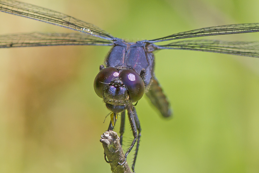 SlatyBlue EatBug v1_MG_9121
