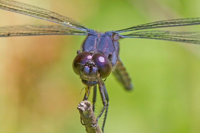 SlatyBlue EatBug v1_MG_9121