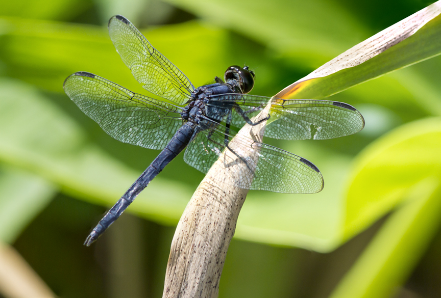 SlatyBlue_Dragonfly_v1 4img_stk_DM_7_!&amp;