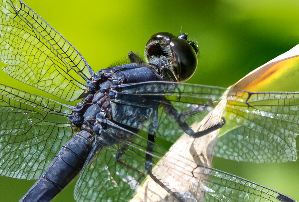 SlatyBlue_Dragonfly_v2 4img_stk_DM_7_!&amp;