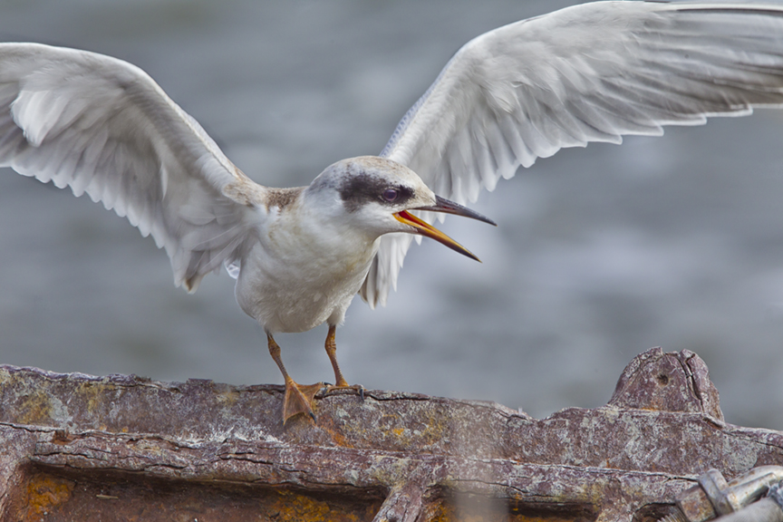 Tern v1_brig_12_43G0827