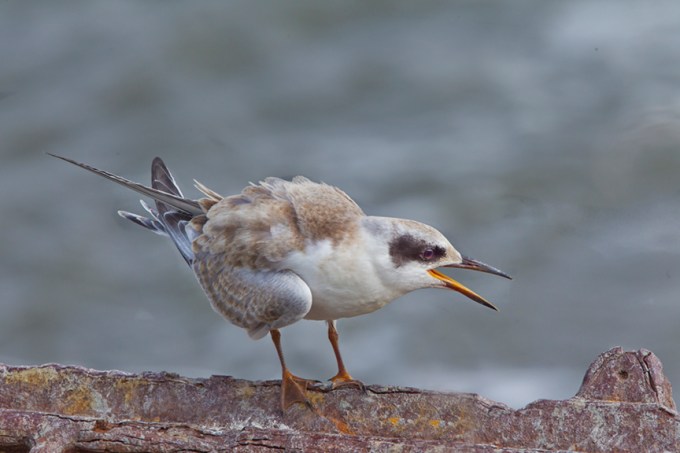 Tern_v2_brig_12_43G0823