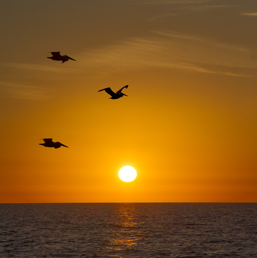 Pelican sunset v4_MG_5500