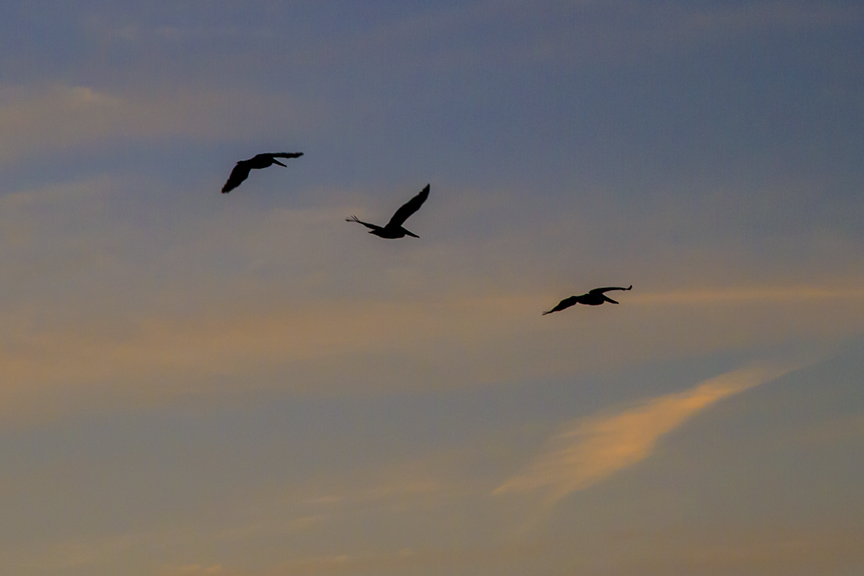 Pelicans Captiva sunset flight v2_MG_5611