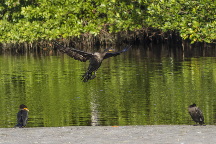 Cormorants v1 ding 11 17_MG_2430