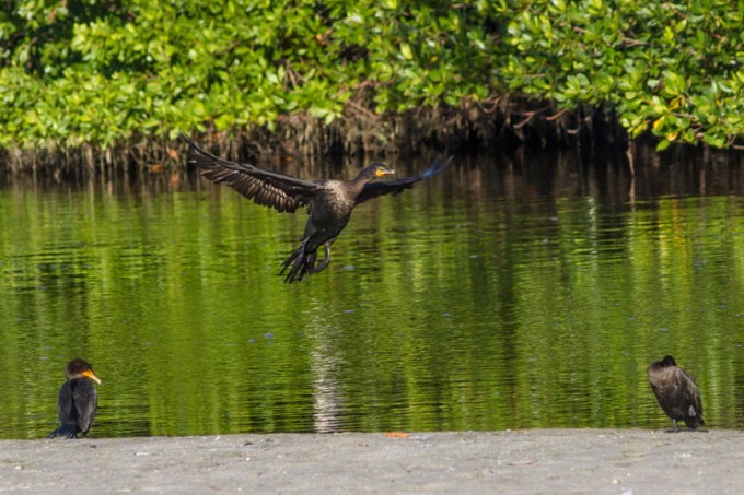 Cormorants v1 ding 11 17_MG_2430