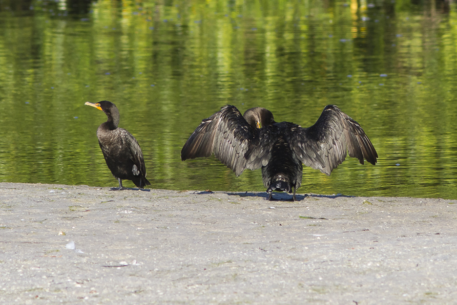 Cormorants v2 Ding 11 17_MG_2403
