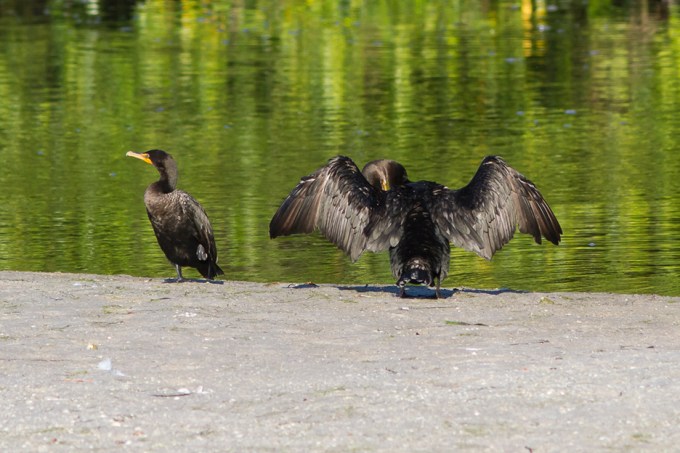 Cormorants v2 Ding 11 17_MG_2403