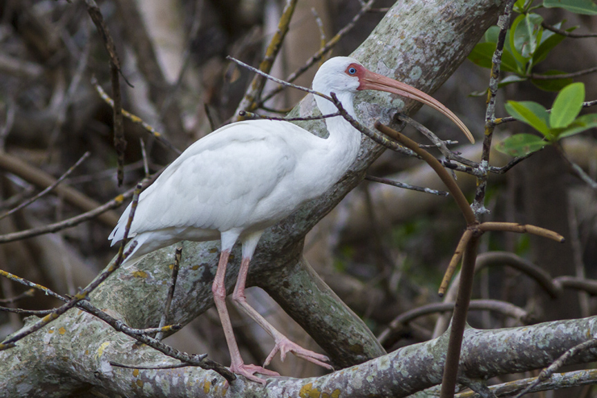 Ibis v1_MG_2144