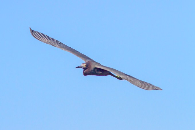Redish Egret v1 Ding 11 17_MG_2548