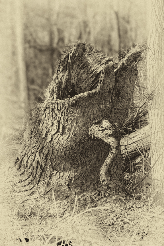 Screaming Tree Stump DM 18 v7 daguerreotype_43G0835