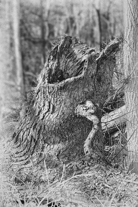 Screaming Tree Stump DM 18 v7 silver efx_43G0835