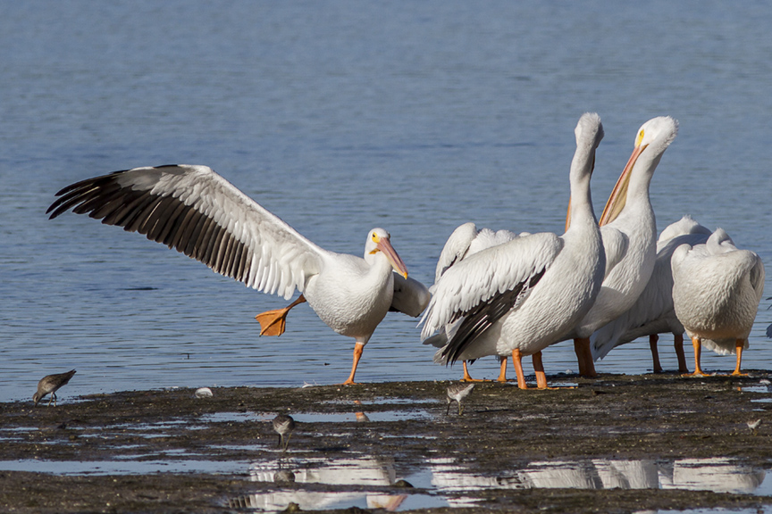 White Pelicans v2 ding 11 17