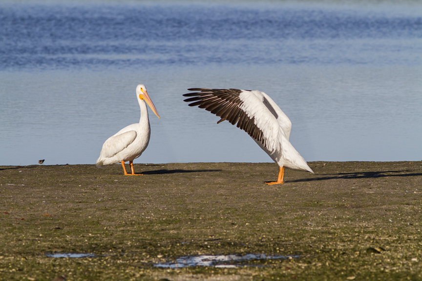 White Pelicans v3 Ding 11 17_MG_2484
