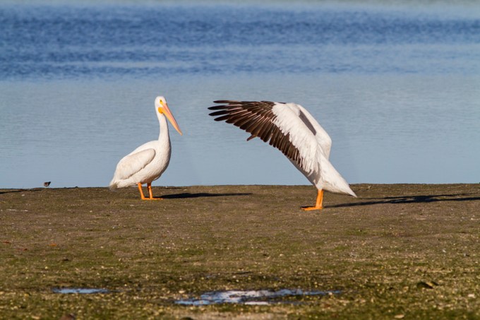 White Pelicans v3 Ding 11 17_MG_2484