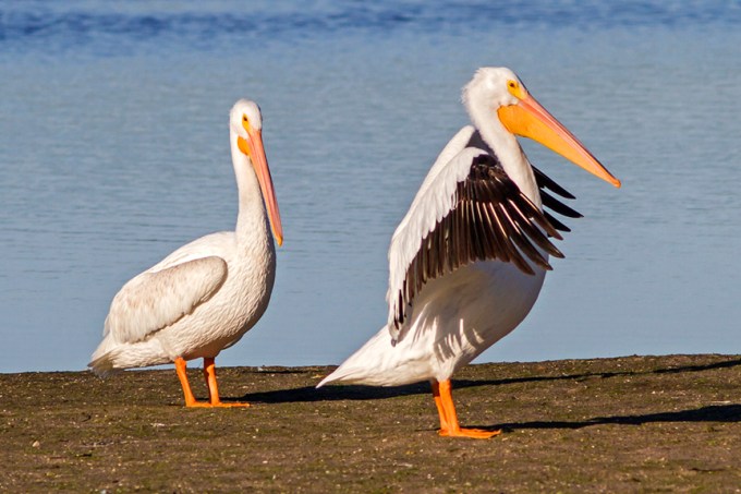 White Pelicans v5 Ding 11 17