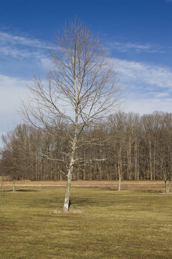Winter Trees v1 DM 1 18_43G0850
