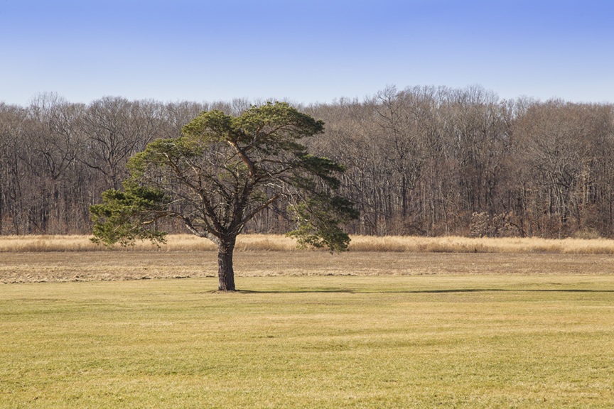 Winter_Trees_DM v1 1 18_43G0854