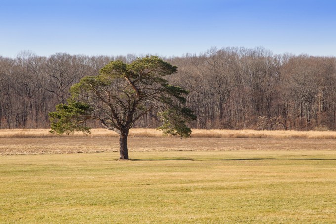 Winter_Trees_DM v1 1 18_43G0854