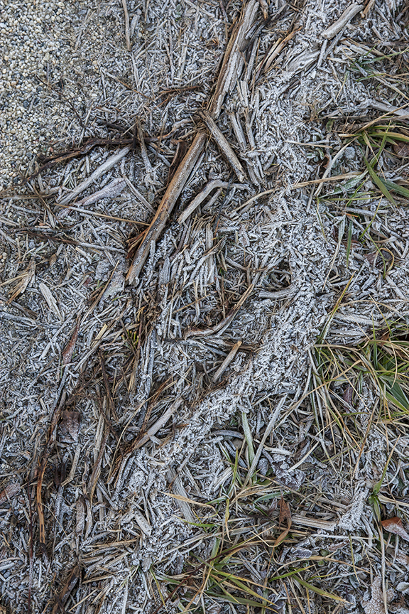 Hoary Frost v1 Brig 1 18_MAL0281