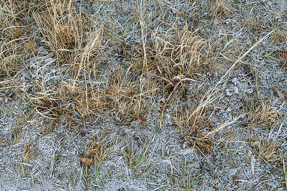 Hoary Frost v1 Brig 1 18_MAL0290