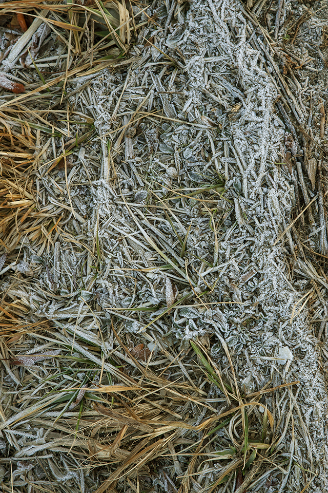 Hoary Frost v1 Brig 1 18_MAL0294