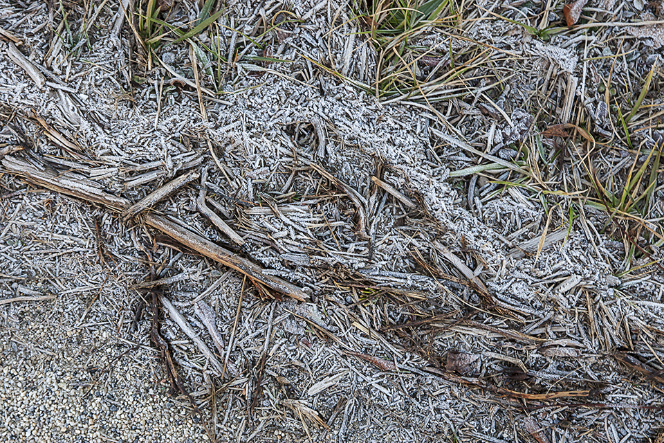 Hoary Frost_MAL0284