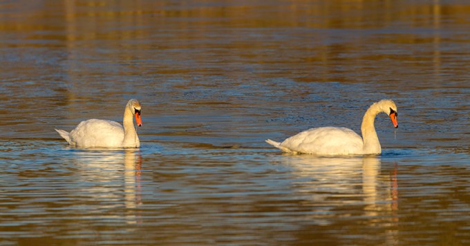Mute Swans 1 18 Brig 2sht_pano