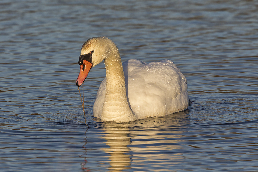 Mute_Swan_ v3 Brig 1_18_43G1213