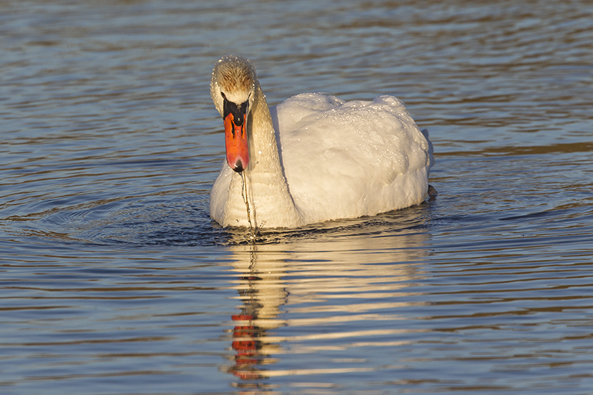 Mute_Swan_v2 1 18 Brig _43G1170