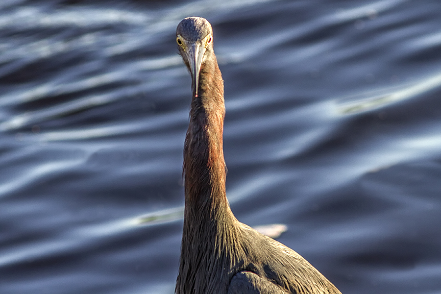 _Reddish_Egret v2 MG_4671