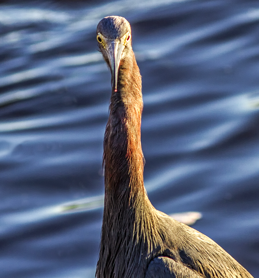 _Reddish_Egret v4 MG_4671