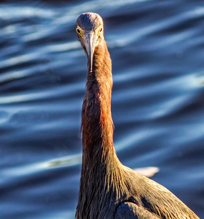 _Reddish_Egret v4 MG_4671