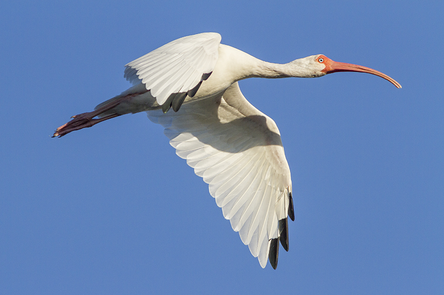 White Ibis v2 Ding 11 17_MG_4597