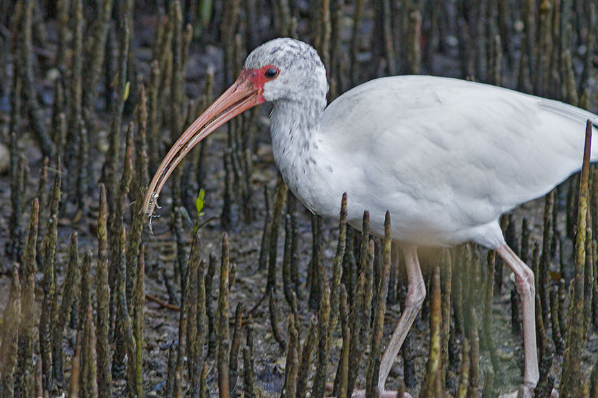 Wht_Ibis v3 Ding 11 17_MG_4509