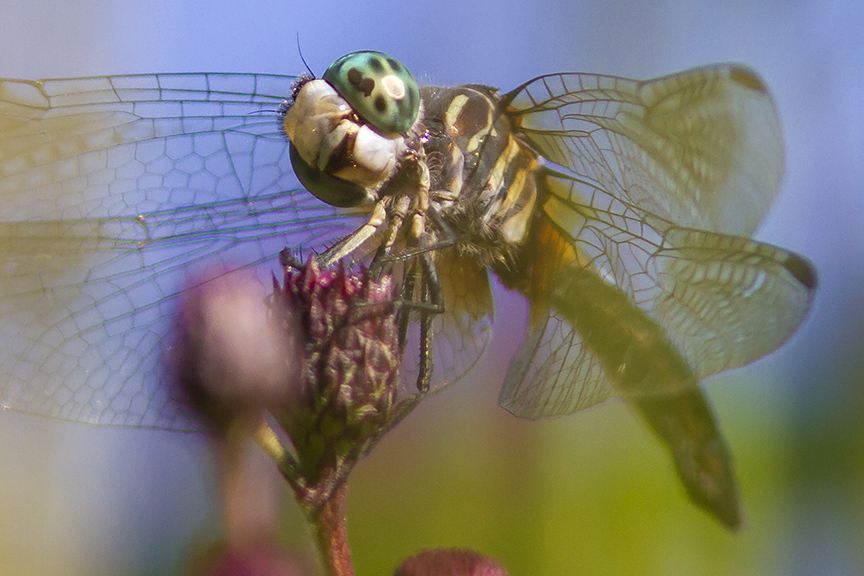 Blue_Dasher v3 cf_MG_9050