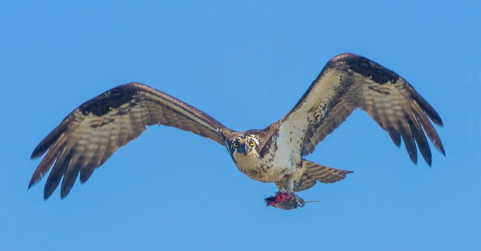 Osprey_w_lunch v3 Brig_MG_5903